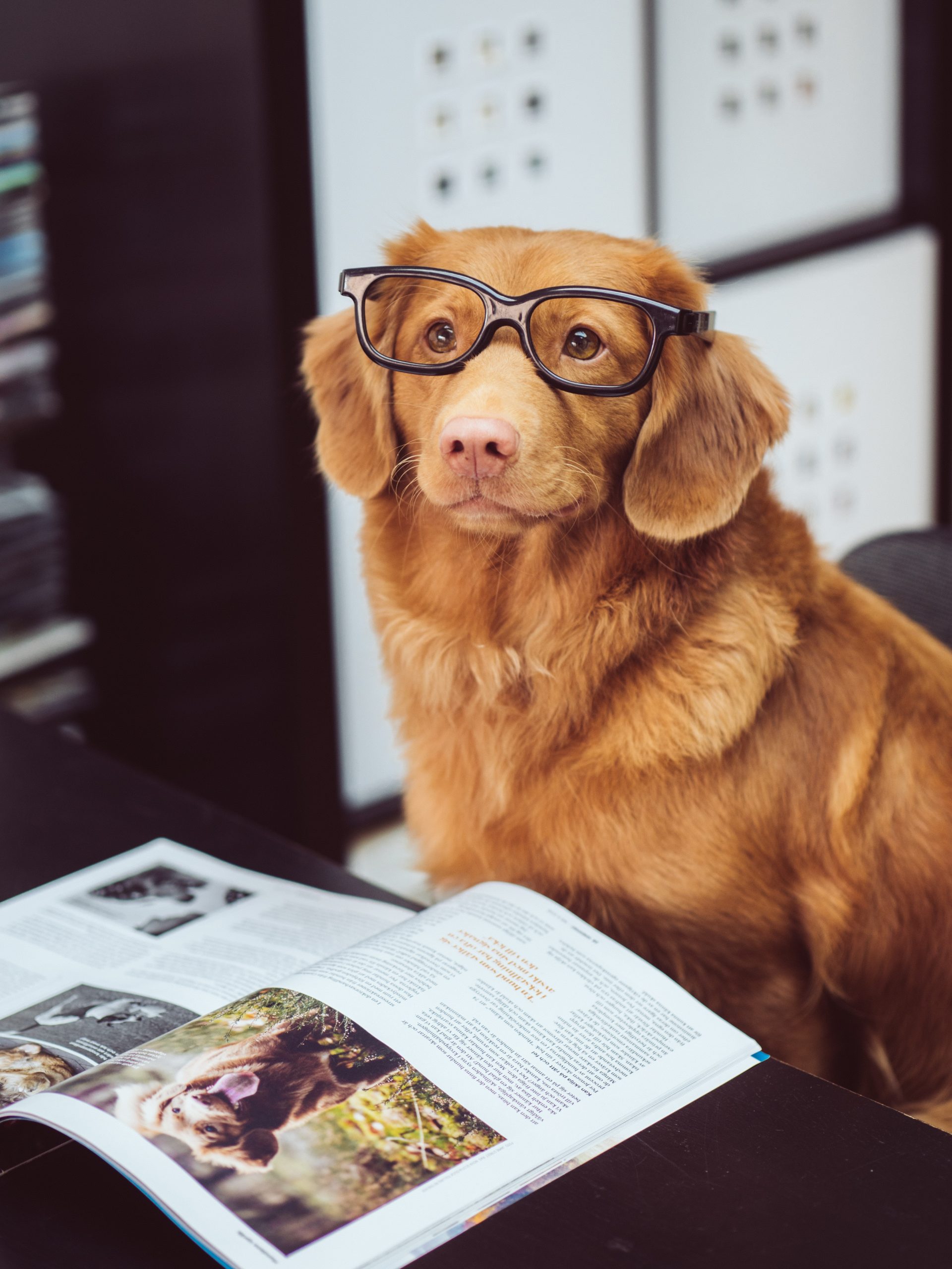 Chien avec des lunettes lisant un livre
